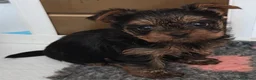 Yorkshire cani in vendita:  5 Bellissimi cuccioli di Yorkshire Terrier a Città metropolitana di Milano - Annuncio 3