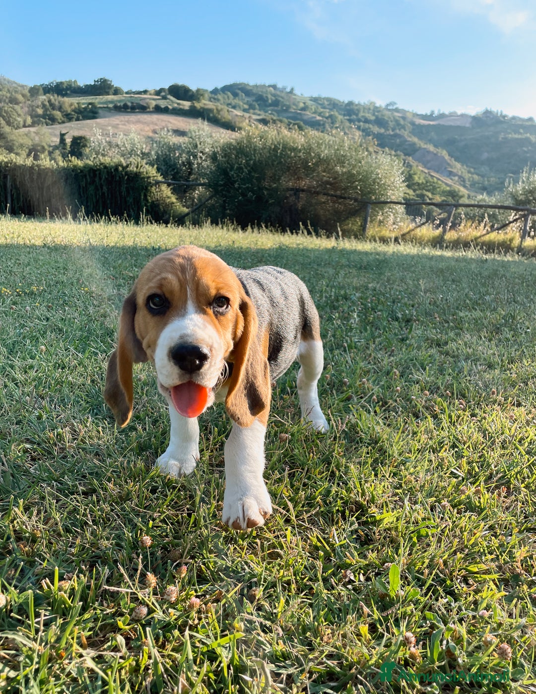 Beagle cani in vendita: Cuccioli di beagle a Provincia di Rimini - Immagine 7