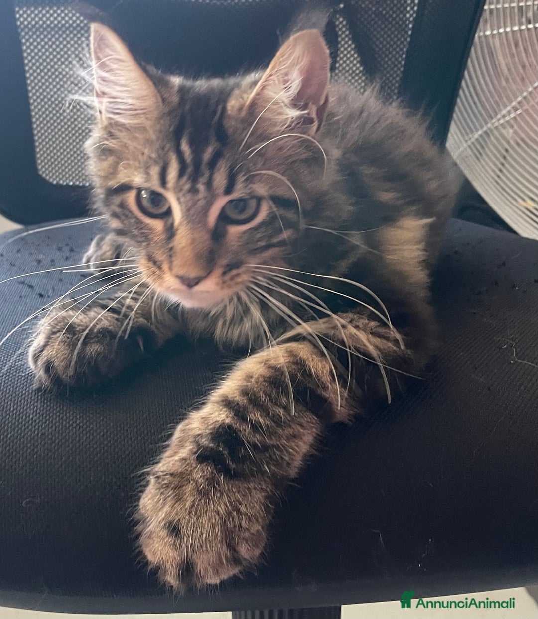 Immagine della galleria {{count}}