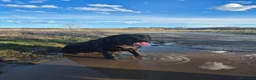 Labrador cani per accoppiamento: Labrador nero ENCI per monta - Annuncio 5