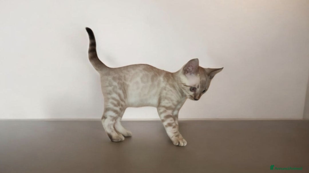 Bengala gatti in vendita: Cuccioli gatto Bengala  - Annuncio 6