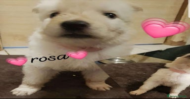 Pastore Svizzero cani a Province of Brescia - Annuncio 16