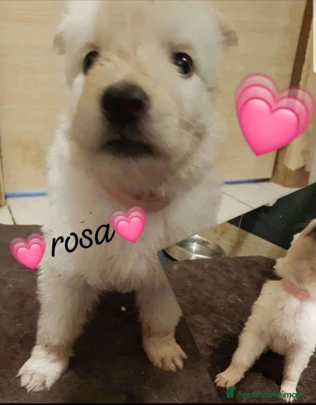 Pastore Svizzero cani in vendita: Cuccioli pastore svizzero bianco  a Province of Brescia - Immagine 3