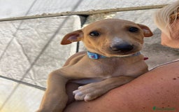 Meticcio cani in regalo: Argo, Peter & Rudy, 60 giorni a Provincia di Bergamo - Immagine 5