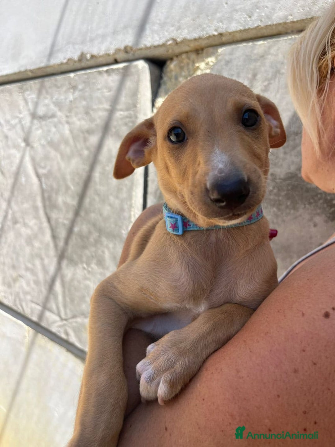 Meticcio cani in regalo: Argo, Peter & Rudy, 60 giorni a Provincia di Bergamo - Immagine 5