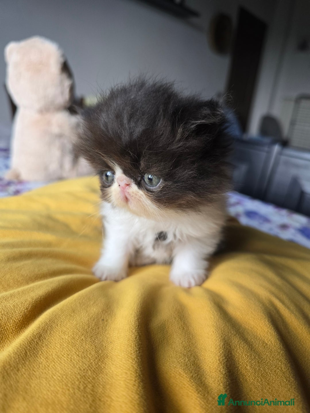 Persiano gatti in vendita: Meravigliosi Persiani - Immagine 17