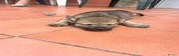 Lupo Cecoslovacco cani in vendita: Cane lupo cecoslovacco  a Città Metropolitana di Bologna - Annuncio 5