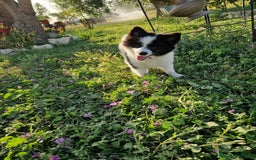 Volpino Italiano cani in vendita: Cucciola di volpino italiano con pedigree Enci  a Province of Foggia - Immagine 1
