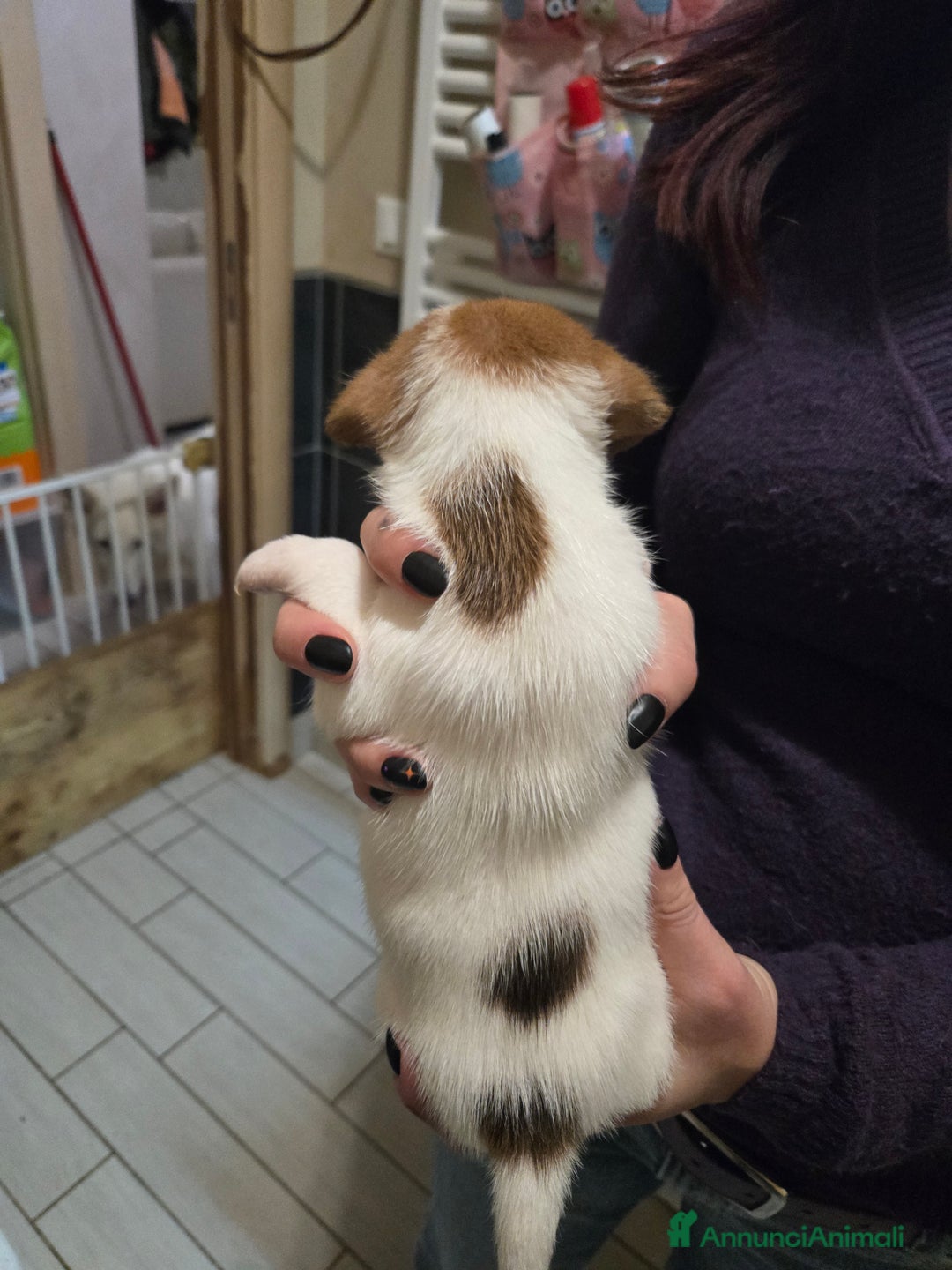 Jack Russell cani in vendita: Cuccioli Jack Russell Terrier - Annuncio 11