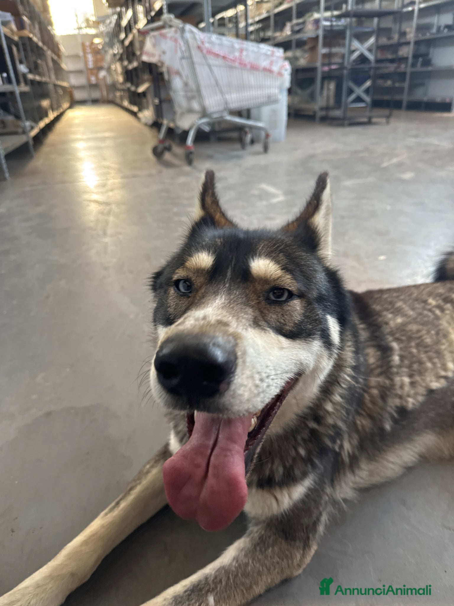 Husky cani 18 mesi gratis Altamura BA - Annuncio 1