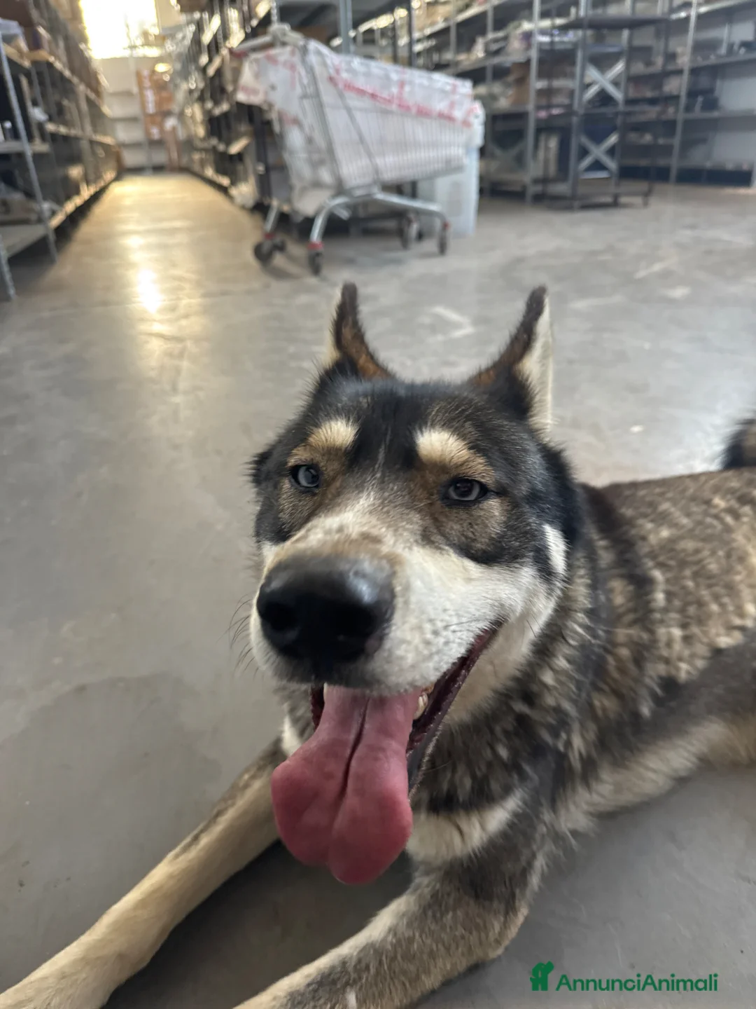 Husky cani in regalo: 18 mesi gratis Altamura BA a Città Metropolitana di Bari - Annuncio 1