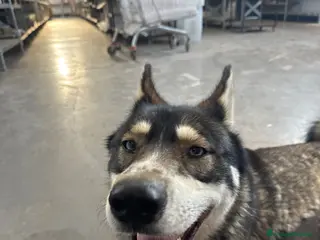 Husky cani 18 mesi gratis Altamura BA - Annuncio 1