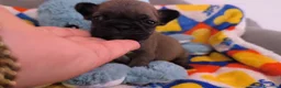 Bulldog Francese cani in vendita: Cuccioli di Bulldog francese - Annuncio 10