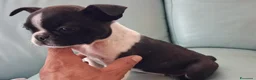 Boston Terrier cani in vendita: Boston terrier pedigree enci  - Annuncio 4