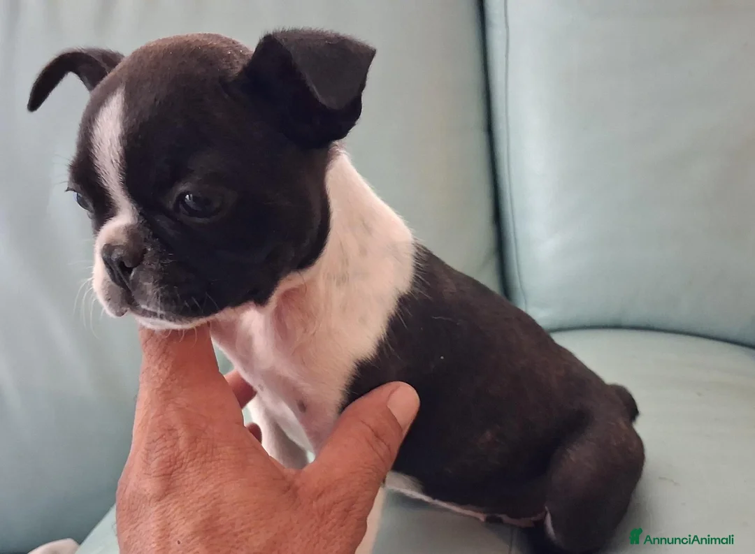 Boston Terrier cani in vendita: Boston terrier pedigree enci  - Annuncio 4