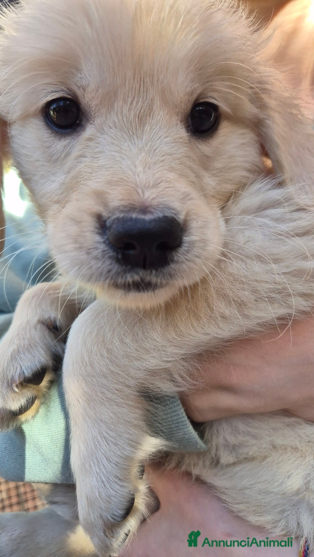 Golden Retriever cani in vendita: Cucciole di Golden Retriever - Annuncio 35