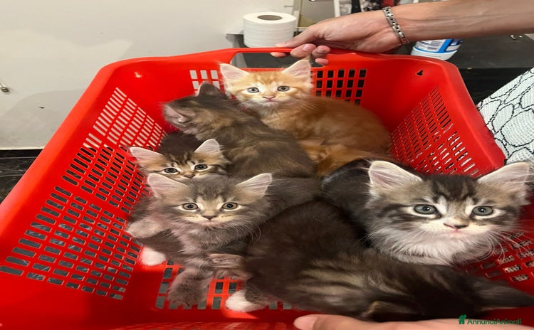 Maine Coon gatti a Città metropolitana di Palermo - Annuncio 1