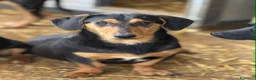 Meticcio cani in regalo: LIVIA, mix bassottina super coccolona! - Annuncio 7