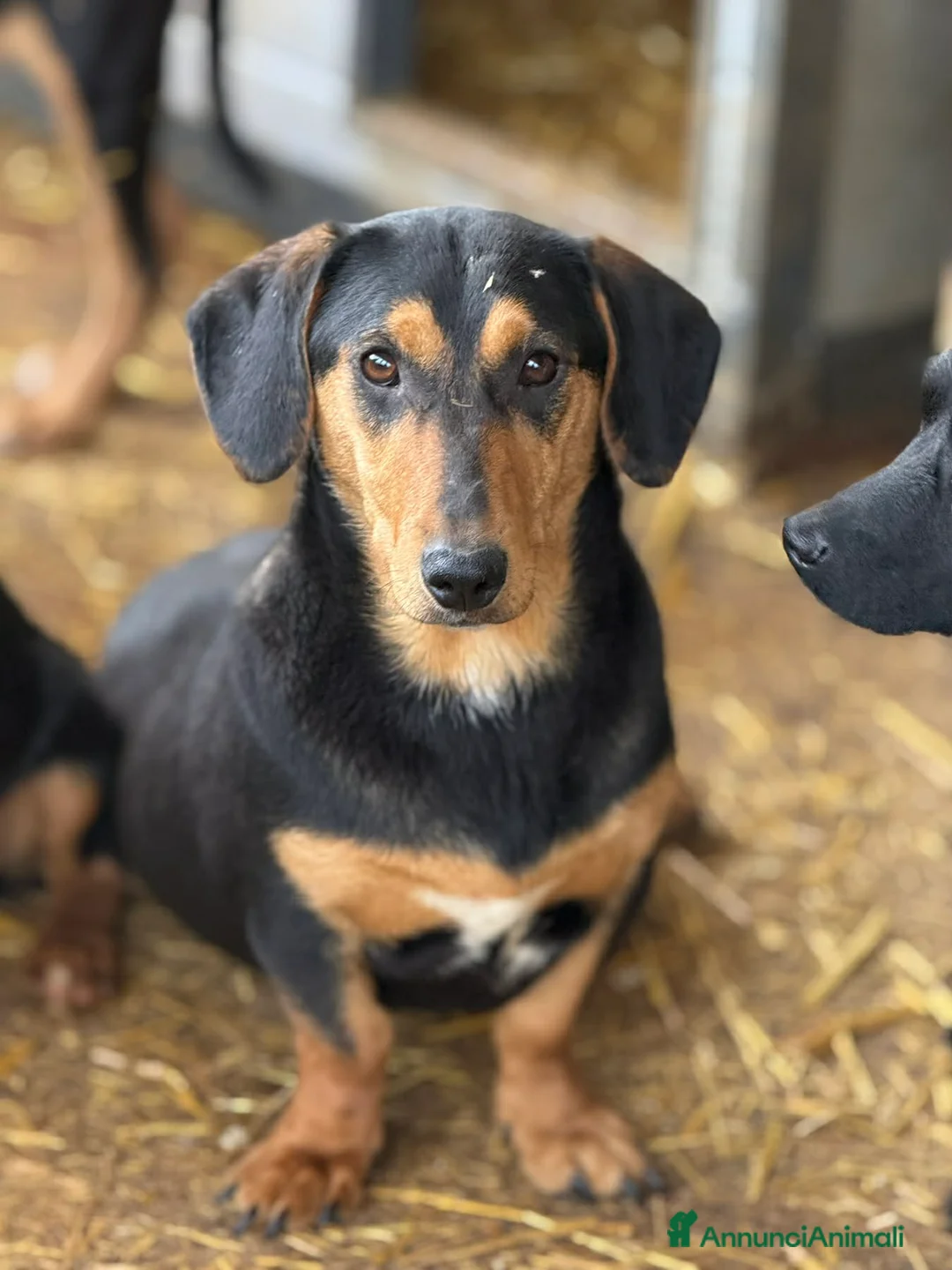 Meticcio cani in regalo: LIVIA, mix bassottina super coccolona! - Annuncio 7