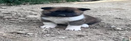 Akita Americano cani in vendita: Cuccioli di Akita  - Annuncio 4