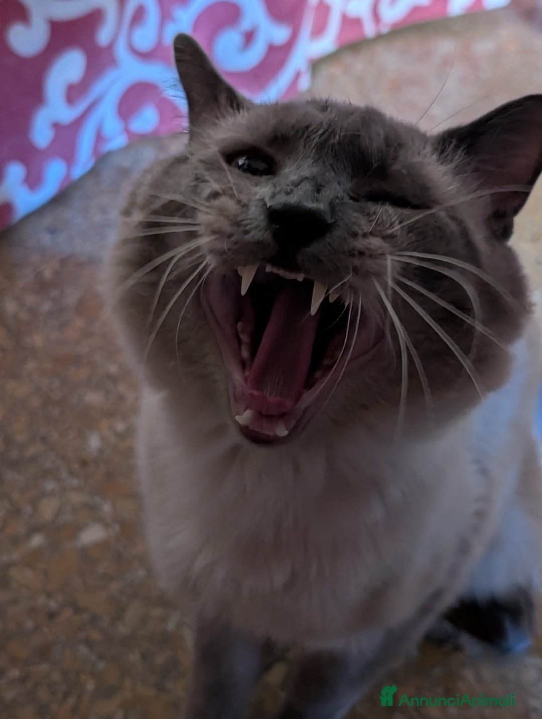 Siamese gatti in vendita: CUCCIOLA FEMMINA DI SIAMESE BLUE POINT - Annuncio 10