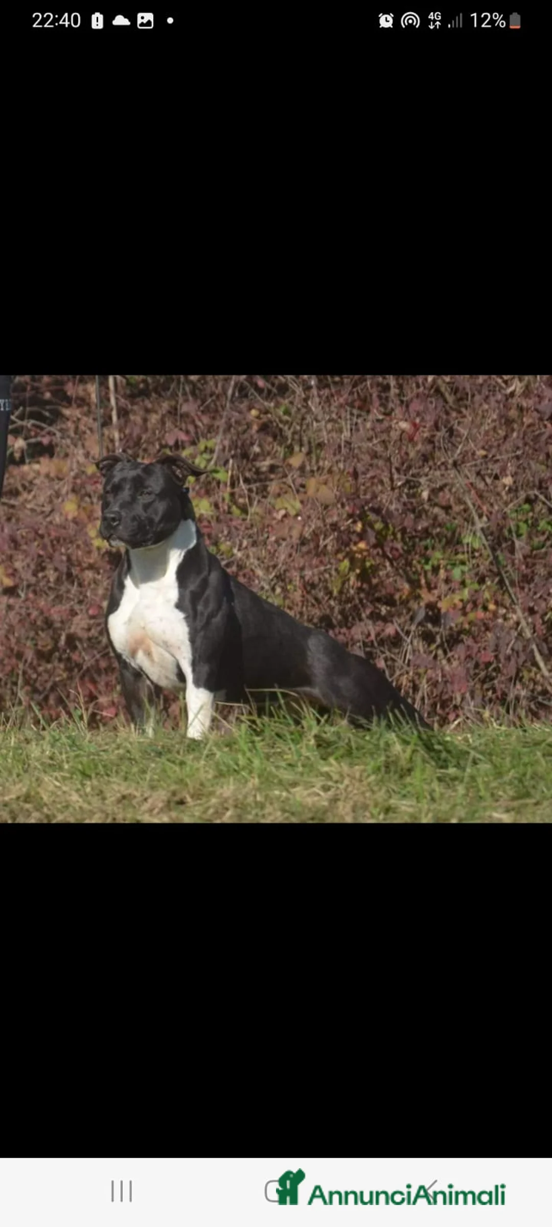 American Staffordshire cani in vendita: Amstaff blu - Annuncio 2
