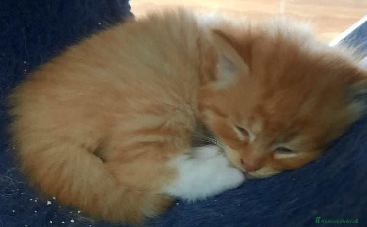Siberiano gatti a Provincia di Forlì-Cesena - Annuncio 16