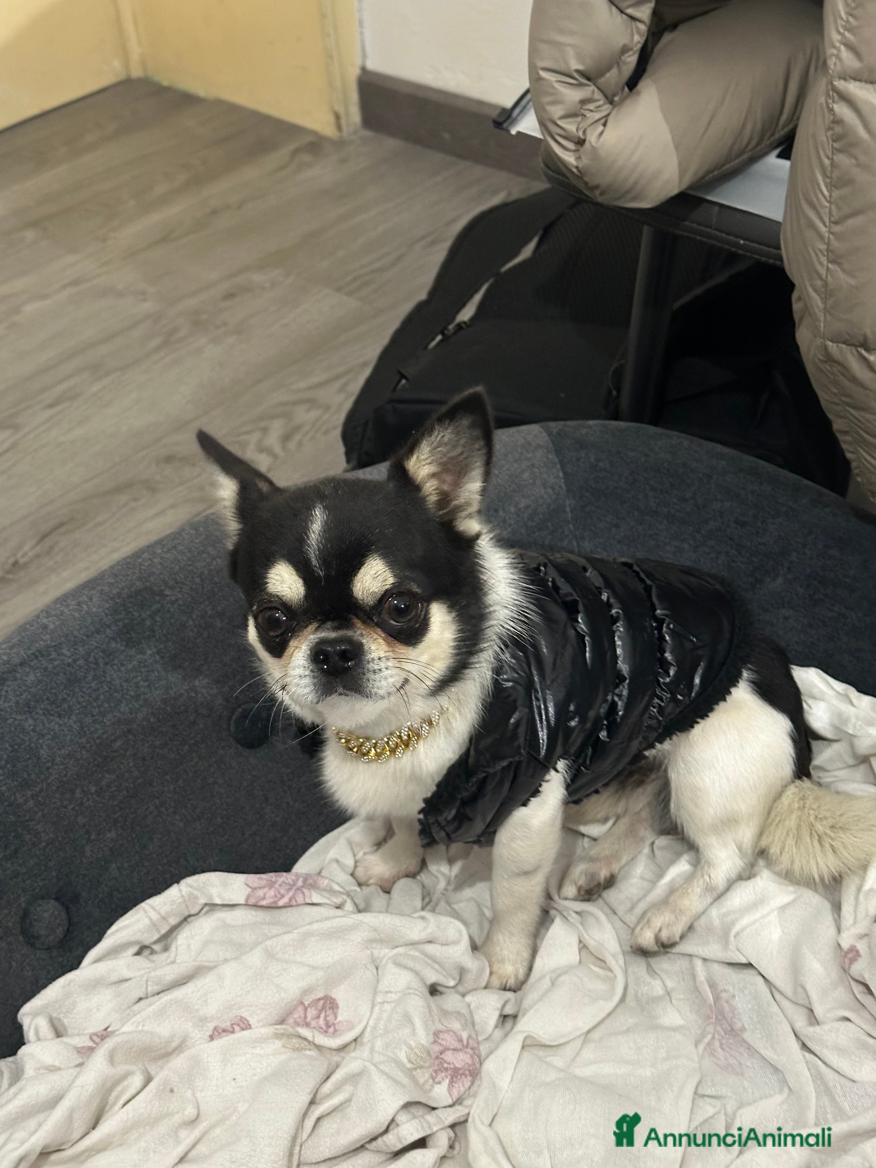 Chihuahua cani chihuahua per monta - Annuncio 2