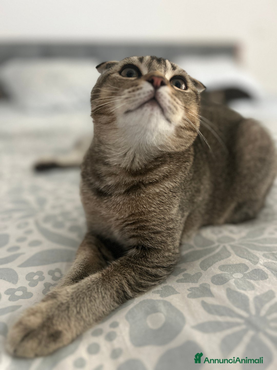 Scottish gatti in vendita: Scottish fold  - Annuncio 2