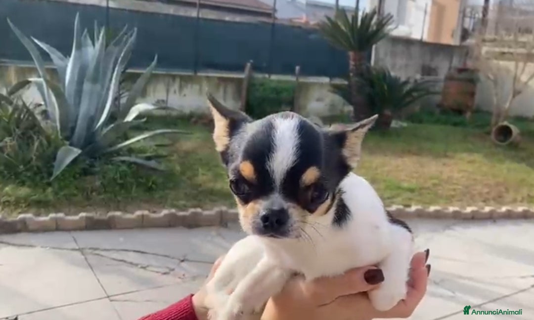 Chihuahua cani in vendita: Maschio di un anno e mezzo  - Annuncio 3