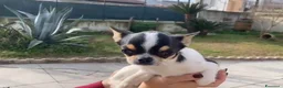 Chihuahua cani in vendita: Maschio di un anno e mezzo  - Annuncio 3