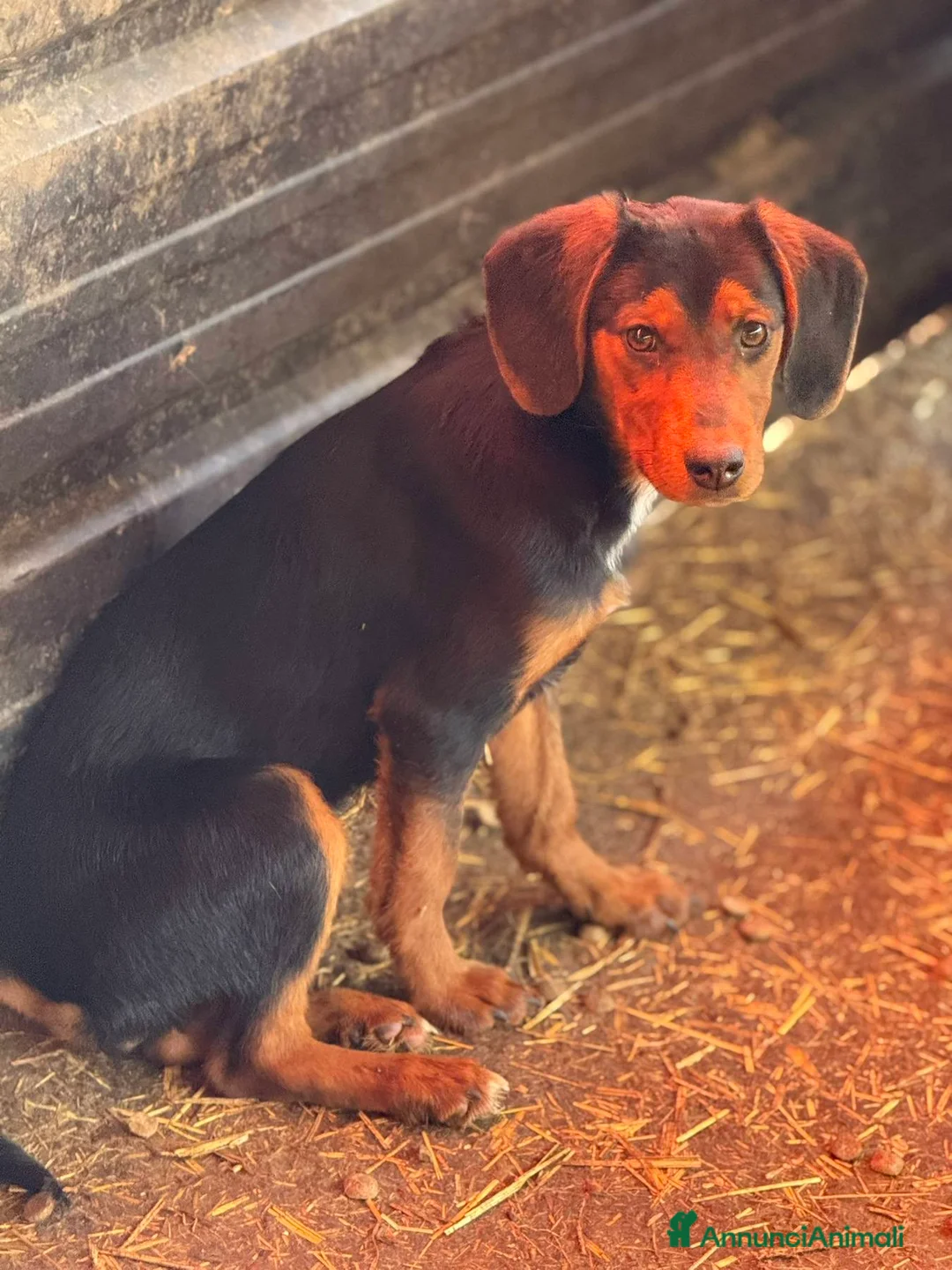 Meticcio cani in regalo: VICTORIA, la cucciola più dolce del mondo! - Annuncio 7