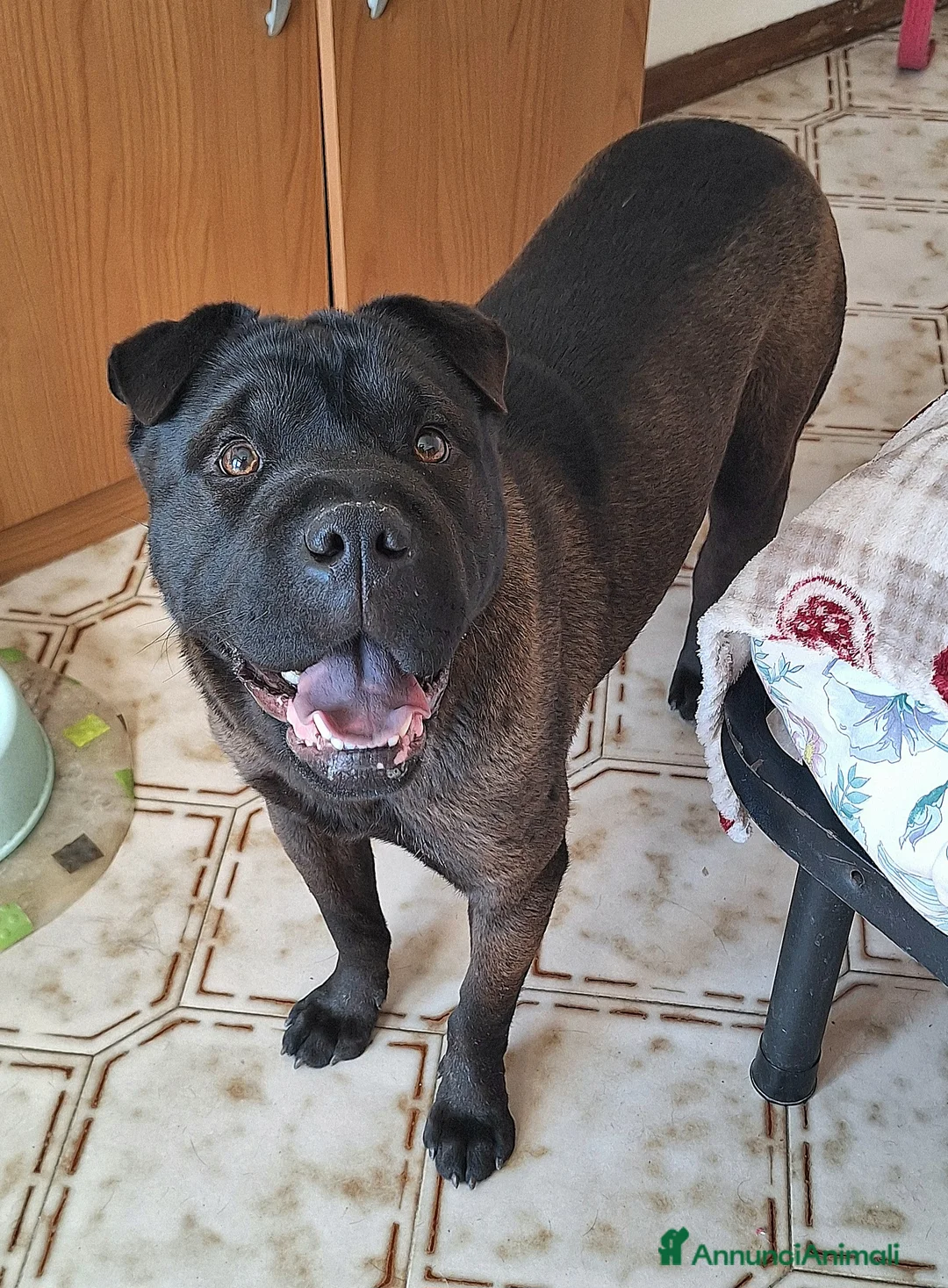 Shar Pei cani in regalo: Puma 1 anno mix sharpei - Annuncio 2