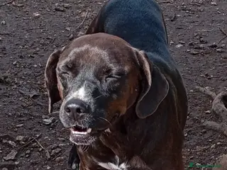 Meticcio cani Simil Labrador femmina color castagna,4/5anni.NAPO a Città metropolitana di Milano - Annuncio 25