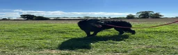 Meticcio cani in regalo: COCO mix SETTER cerca casa - in adozione - Annuncio 3