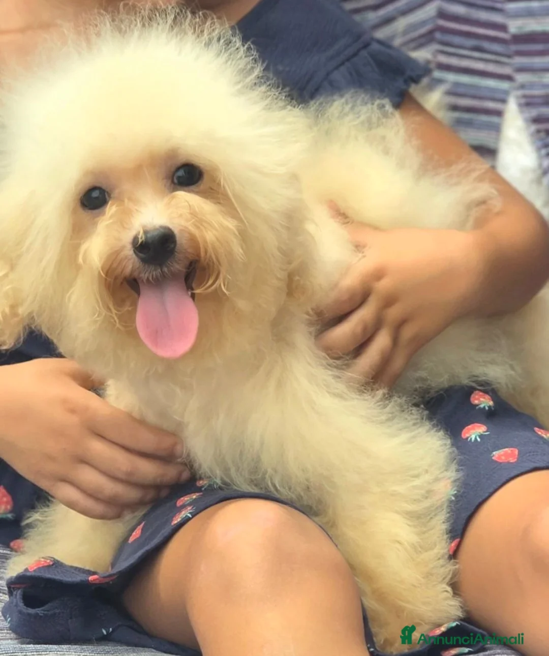 Maltipoo cani in vendita: Maltipoo toy - Annuncio 8