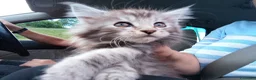Maine Coon gatti in vendita: Maine coon con pedigree ENFI anche libero  - Annuncio 9