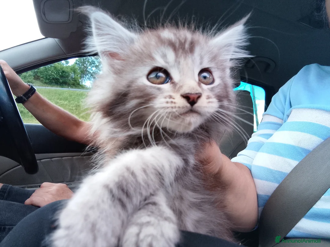 Maine Coon gatti in vendita: Maine coon con pedigree ENFI anche libero  - Annuncio 9