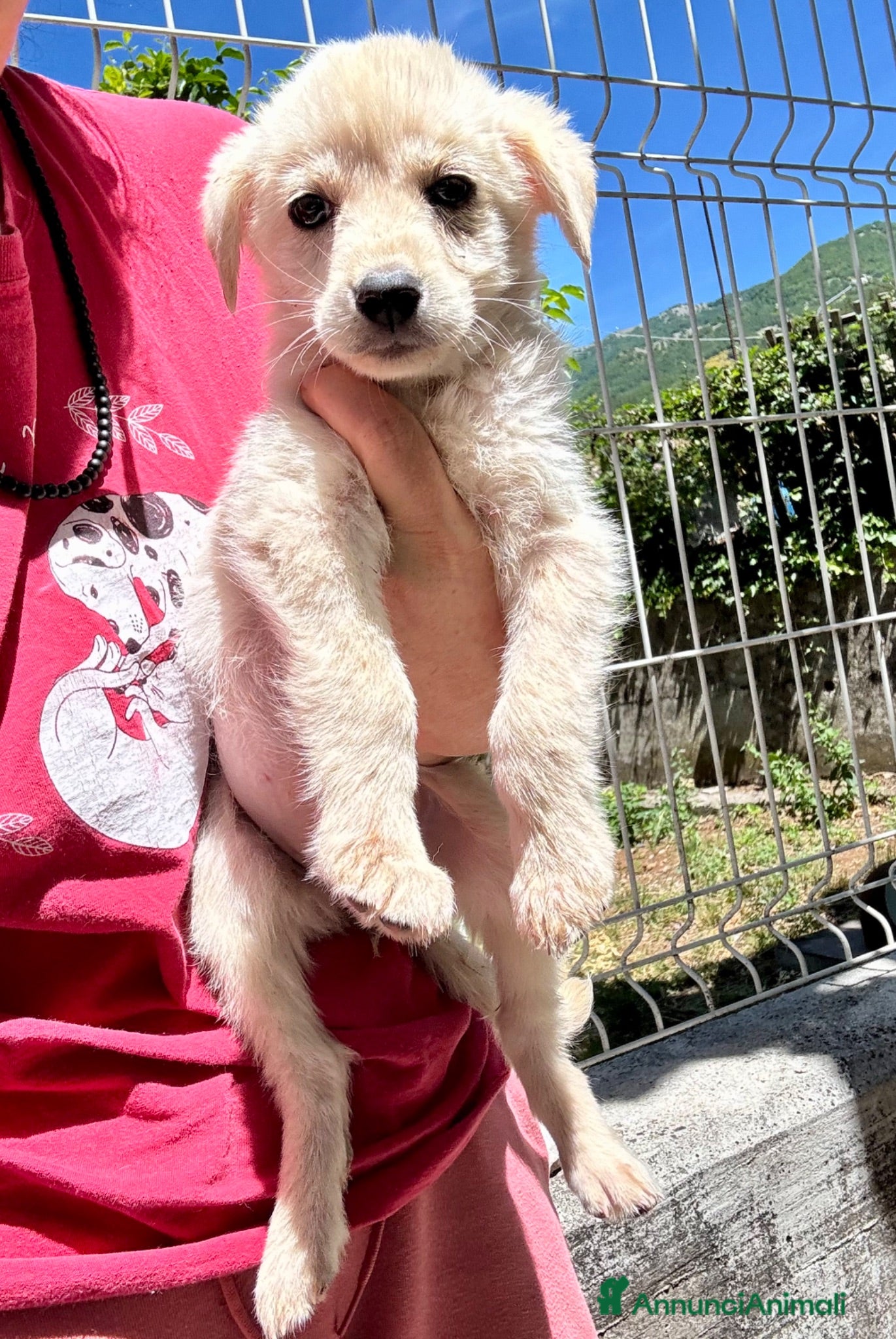 Meticcio cani CeCe cucciola taglia media socievole - Annuncio 2