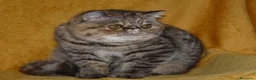 Persiano gatti in vendita: Bellissima cucciola bicolore - Annuncio 7