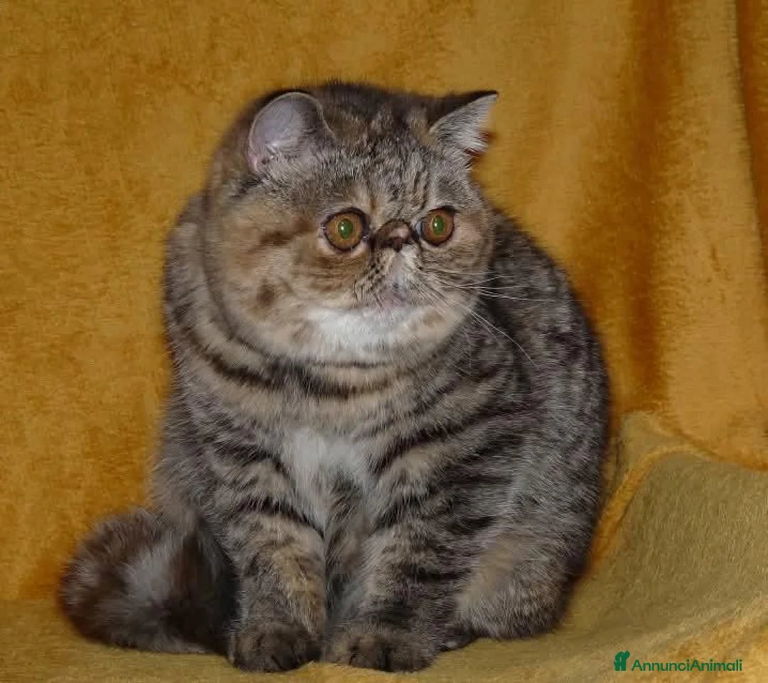Persiano gatti in vendita: Bellissima cucciola bicolore - Annuncio 7