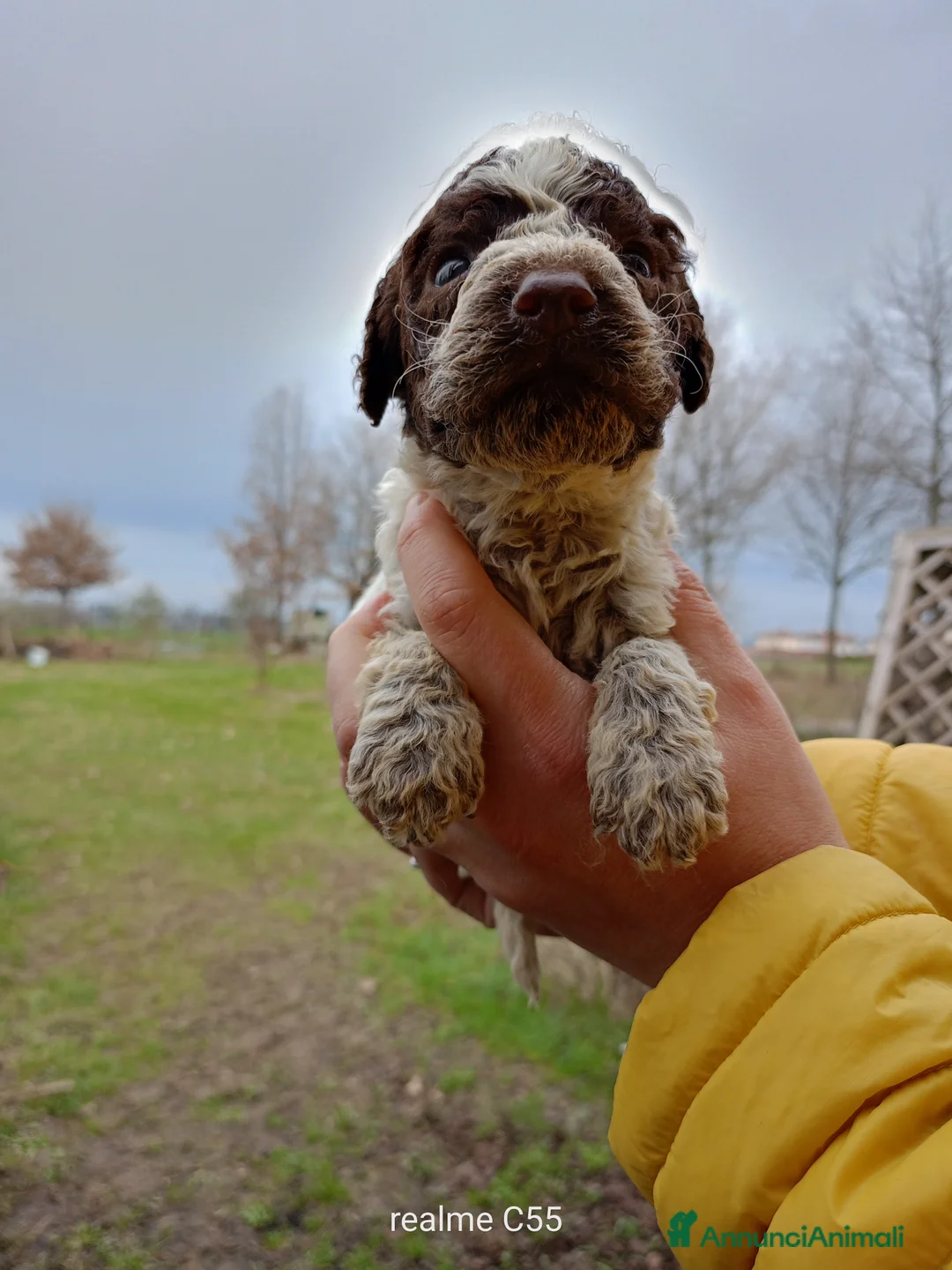Lagotto cani in vendita: Vendo Lagotto romagnoli - Annuncio 4