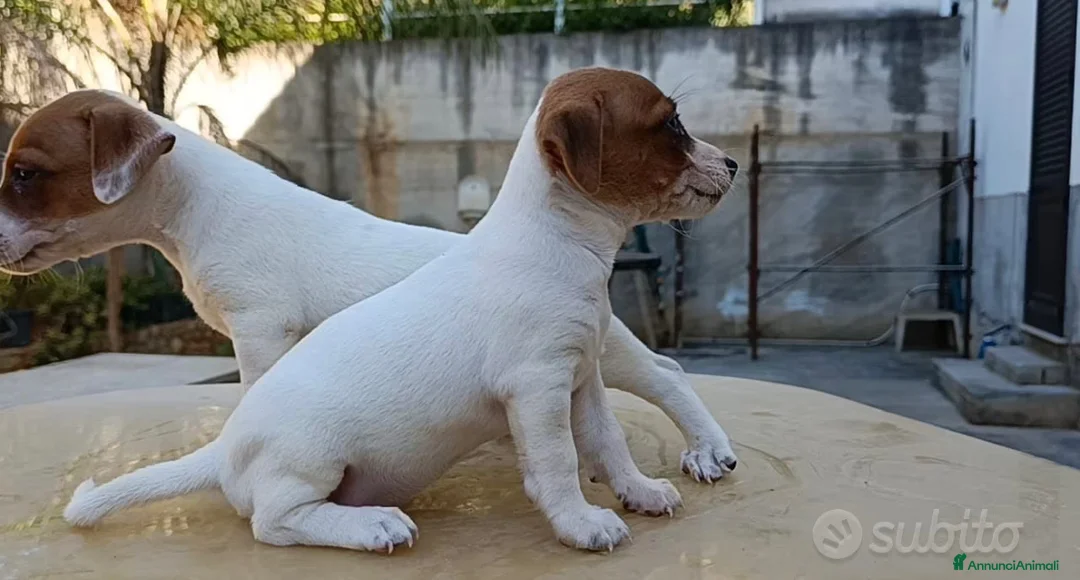 Jack Russell cani in vendita: Jack russell zampa corta - Annuncio 2