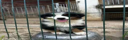 Australian Shepherd cani in vendita: Cucciolo pastore australiano black tricolor - Annuncio 7