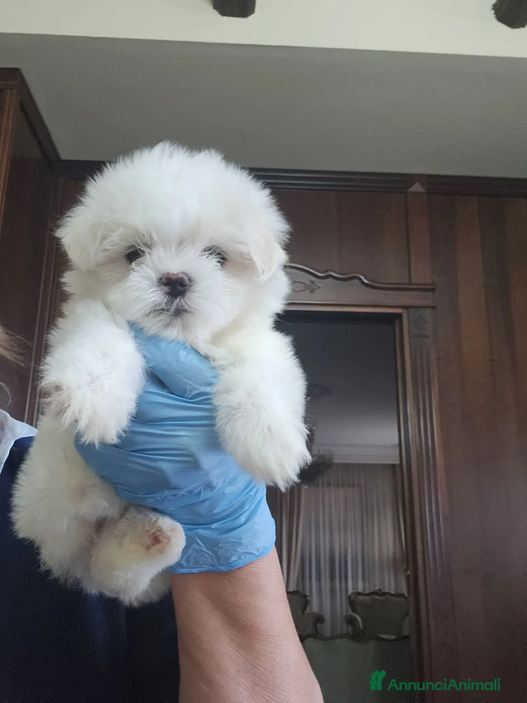 Maltese cani in vendita: Cuccioli di Maltese - Annuncio 2