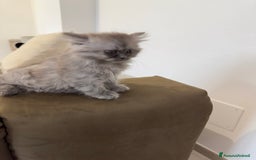 Persiano gatti in vendita: Gattine persiane a Provincia di Brescia - Immagine 16