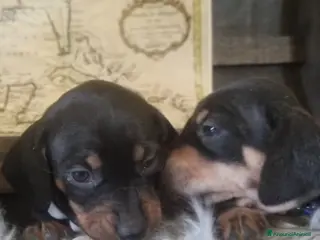 Bassotto cani Bassotti nani nero focato arlecchino chocolate - Annuncio 16