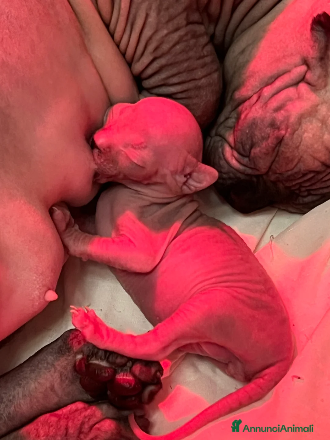Sphynx gatti in vendita: Sphynx  a Città metropolitana di Roma Capitale - Annuncio 4