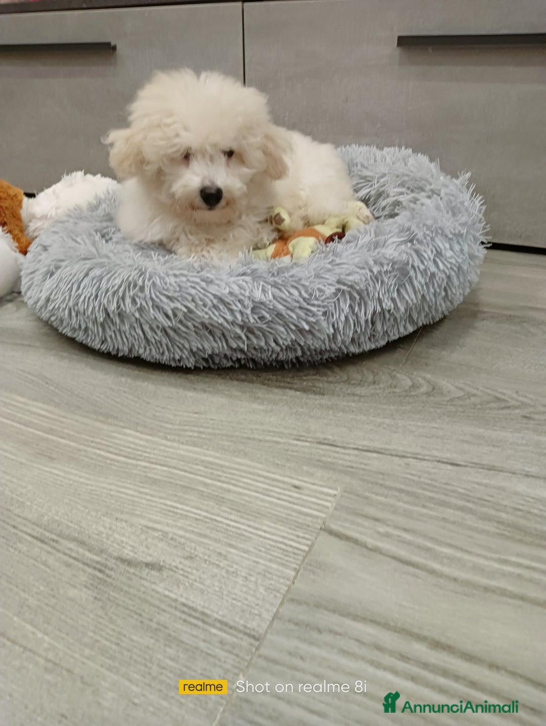 Meticcio cani in vendita: Maltipoo barboncino maschio  - Annuncio 2