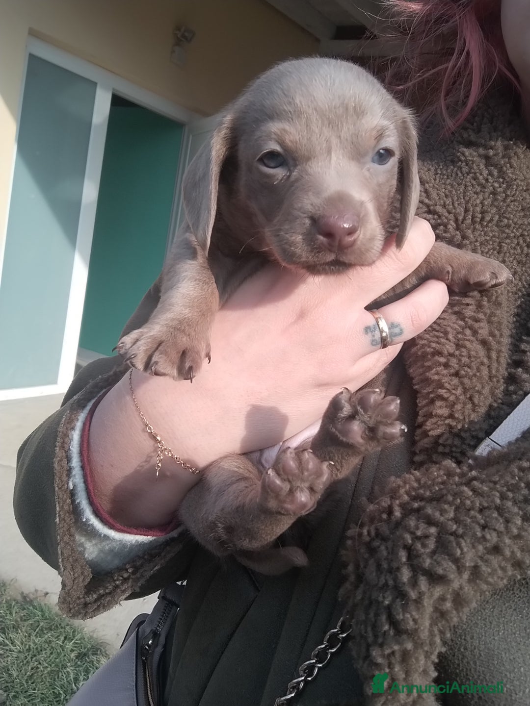 Bassotto cani in vendita: Cucciolo di bassotto a pelo raso - Annuncio 4